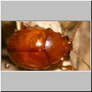 Asiorestia cf transversa - Flohkaefer 02b 3mm.jpg